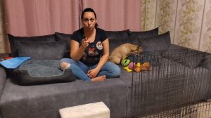 Что нужно купить для французского бульдога в первую о?