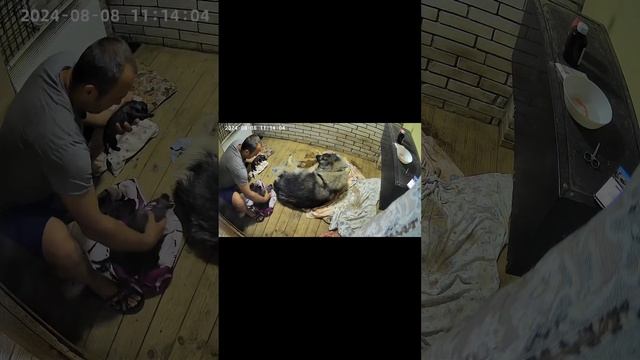 Роды Кавказская овчарка                        Giving Birth Caucasian Shepherd