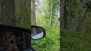 4. поехали в лес