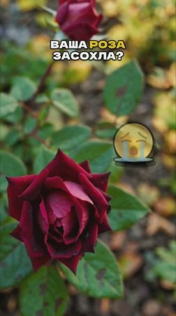 Роза Засохла?Оживите Её Этим Трюком! 🌹✨ #сад #дача #садоводство #цветы