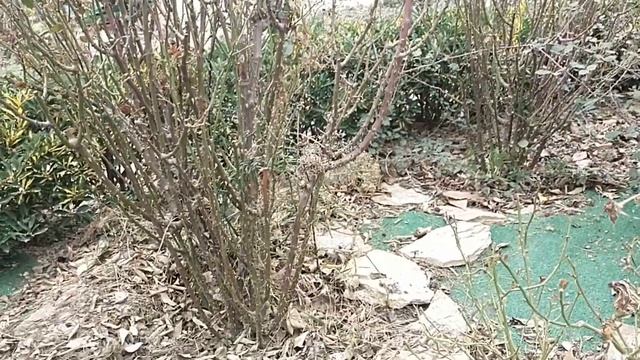 РОЗЫ И ЛИМОНЫ В ФЕВРАЛЕ . КУПИЛА ЭЛЕКТРОПИЛУ смотреть онлайн