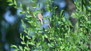 Садовая камышевка