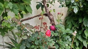 Гартенпринцессин Мари-Хосе #GartenprinzessinMarieJose #floribunda чем з