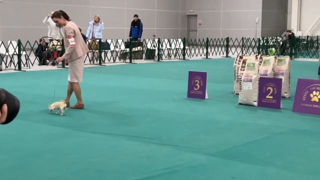 15-02-2025 Лучшие собаки России (бейби шоу) смотреть онлайн