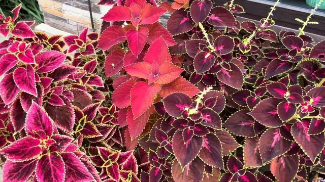 Колеусы. Самые яркие краски моего сада. смотреть онлайн