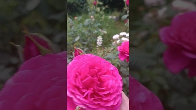 роза Лиола и роза Гёте, Квин оф Свиден смотреть онлайн