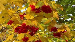 ОСЕННЯЯ ПОРА (слова Натальи Загуменниковой, муз., исп. ?