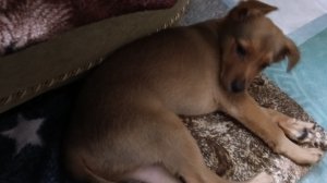 МАРИС ТЫГЫДЫКАЕТ .. РАСТЁМ 🐶