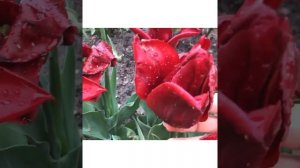 ТЮЛЬПАН “LASTING LOVE”