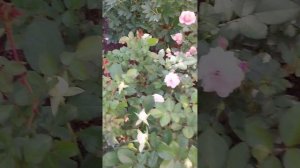 Мучнистая роса