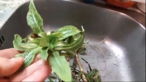 Сбор цикория корневого Петровского.Hindiba