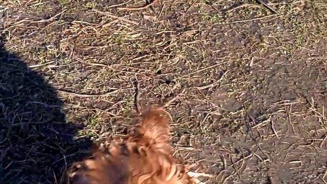 Озеро, Джесси, лебеди, утки в январе 👍🐕🦢 смотреть онлайн