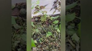 обзор нашего участка и посадок