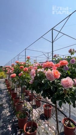 Розы на штамбе в ЁЛЫ-ПАЛЫ
