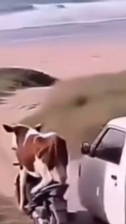 scene_output.mp4