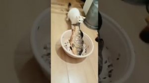 Хвостатые, которым нужно все попробовать...)