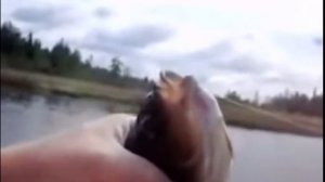 Вот она, вот она рыба моей мечты