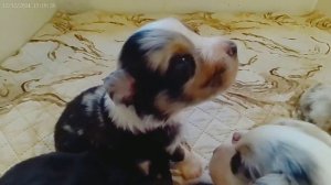 Щенки австралийской овчарки аусси