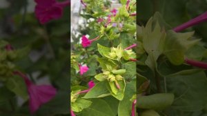 Собираем семена Ночной красавицы.