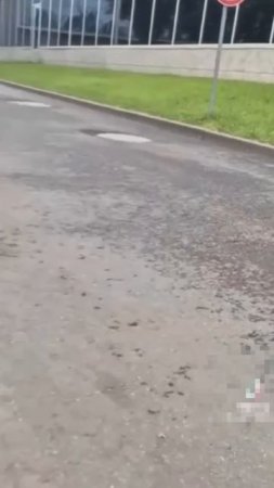 🦆На ВДНХ мама-утка вела утят к воде, но малыши попадали в сток🦆