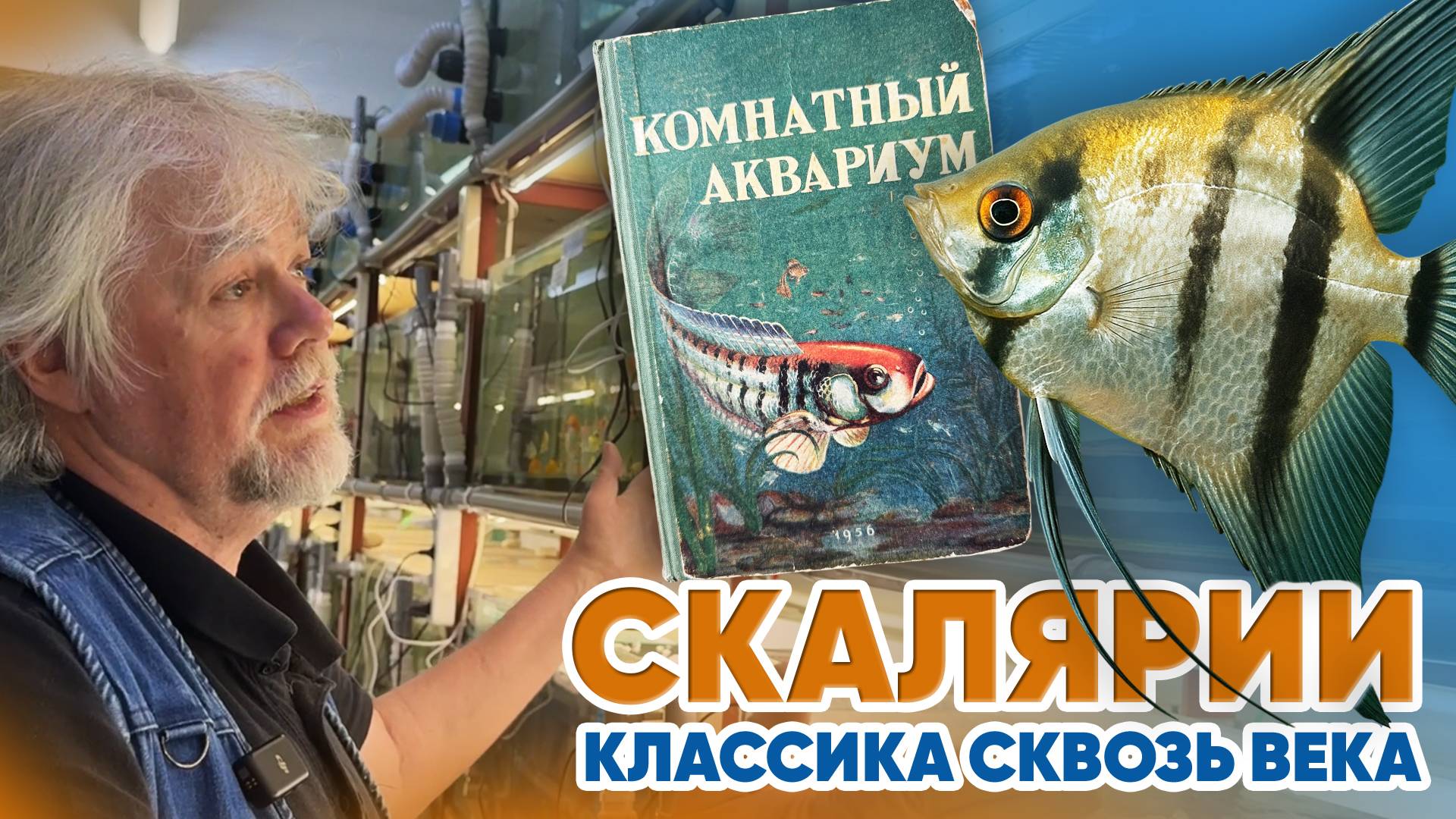 Аквариумные новости с Владимиром Ковалёвым (13.06.2025). СКАЛЯРИИ. Классика сквозь века.