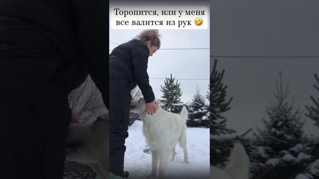 Занятия с щенком дома. Золотистый ретривер Майк#goldenretri смотреть онлайн