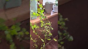 Фикус пумила после пересадки #фикус