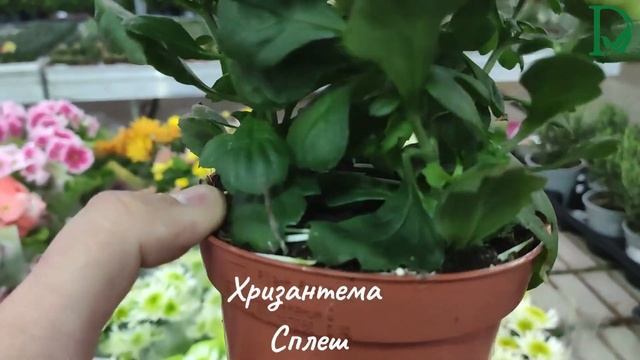 Кімнатна хризантема Сплеш (Chrysanthemum)