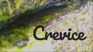 Crevice