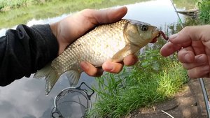 КАРАСИК ПРОСТО РАДУЕТ СВОИМИ ПОКЛЁВКАМИ... Ловля карася на реке Исеть.