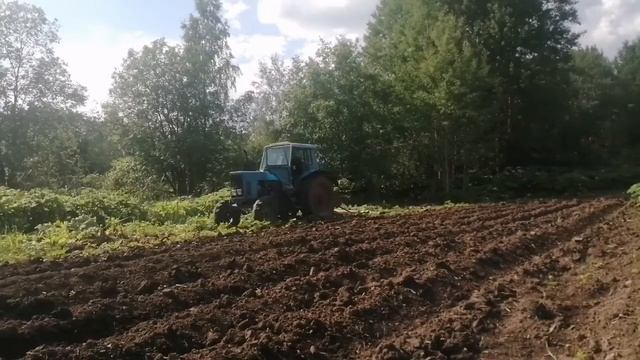 Борщевик ито как я сним борюсь. - смотреть видео онлайн от «Зеленые ...
