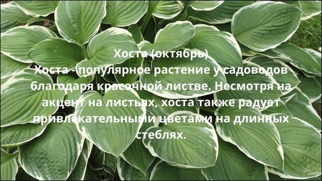 29 цветов для посадки в сентябре: Сделайте ваш сад ярче