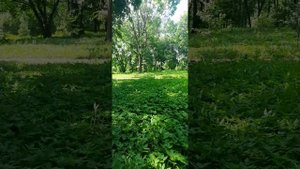 УСАДЬБА  АПАЛИХА