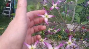 нежнейшее облако клематиса Рубрамаргината