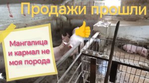 С продаж мне осталось 🤏 ✅ Почему я отказался от кармалов и мангалиц