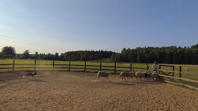 Ненецкая оленегонная лайка. Пастьба. Лагерь. Трениров?