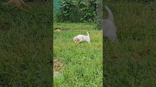 Вайлекс Спенс Тандэм, 1 месяц смотреть онлайн