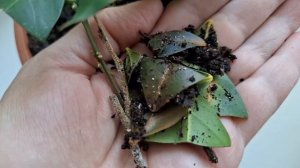 Укоренение кумквата. Главное - не торопитесь!