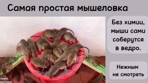 Самая эффективная мышеловка без химии. Мыши сами соберутся в ведро и задохнутся.