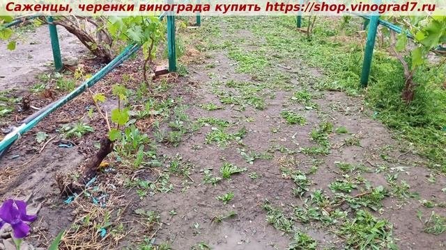 Содержание междурядий  на винограднике- сеять сидерат