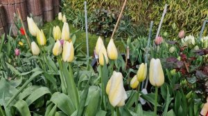 #Purissima тюльпан.