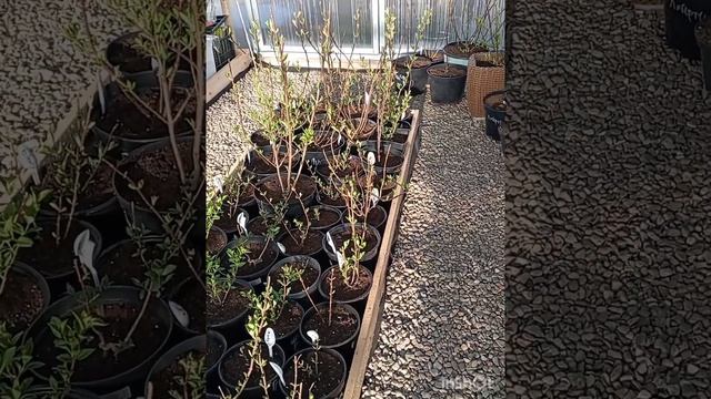 Гортензиязаморозки метеостанция мне в помощь.