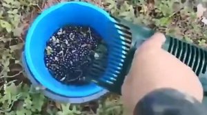 Пластиковый совок для сбора черники Грабли для сбора ?