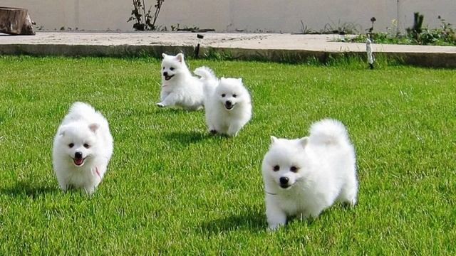 Японский шпиц