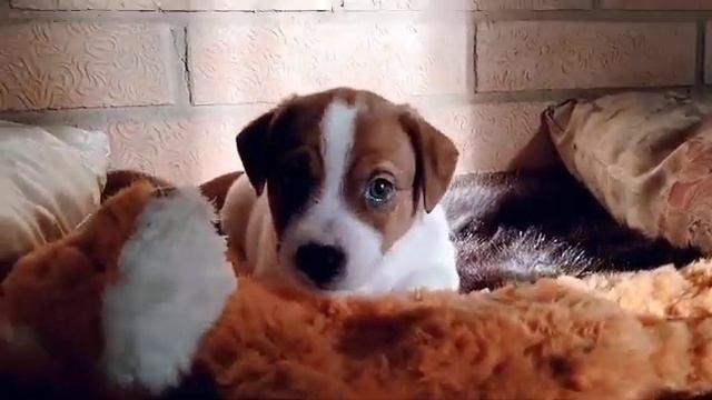 📞+7 960 532-41-22 Продаются щенки 🐶 Джек Рассел терьер ✍️ ?