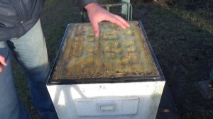 Когда начинать кормить пчёл на пасеке?