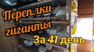 🔥 Сколько ВЕСЯТ перепёлки в 41 день на домашнем корме? РЕЗУЛЬТАТЫ впечатляют — до 540 г!