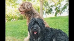 Португальская овчарка