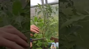 Про томаты от посева до сбора урожая