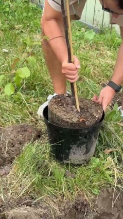 Продолжаем высаживать деревья на протяжении нашего маршрута 🗺️